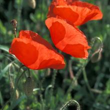 Coquelicots