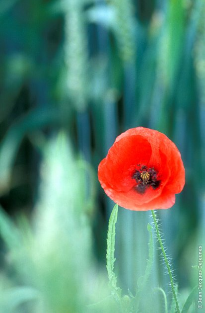 Coquelicots