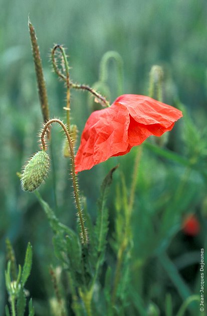 Coquelicots