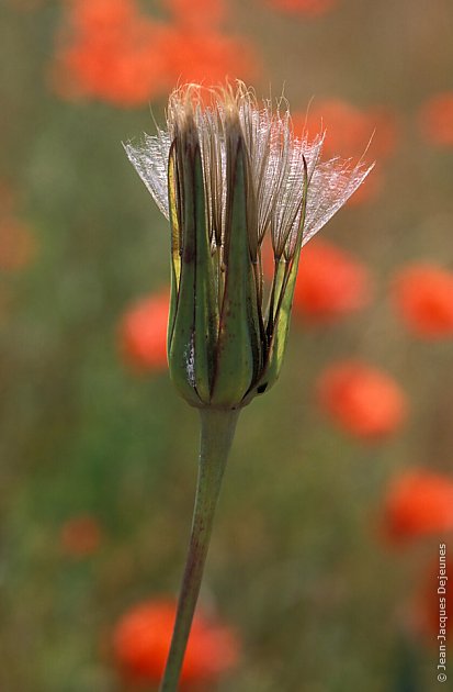 Coquelicots