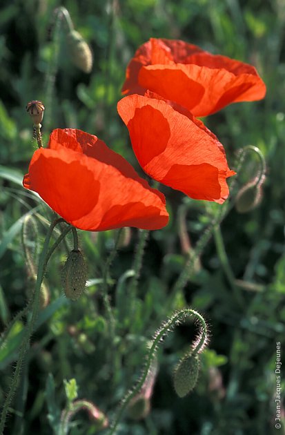 Coquelicots