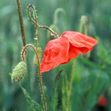 Coquelicots