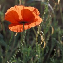 Coquelicots