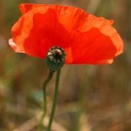 Coquelicots