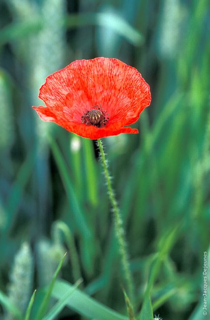 Coquelicots