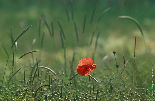 Coquelicots