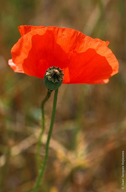 Coquelicots