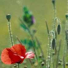 Coquelicots