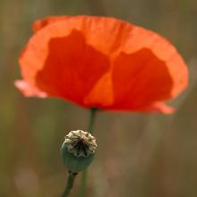 Coquelicots