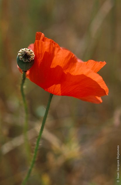 Coquelicots