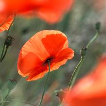 Coquelicots