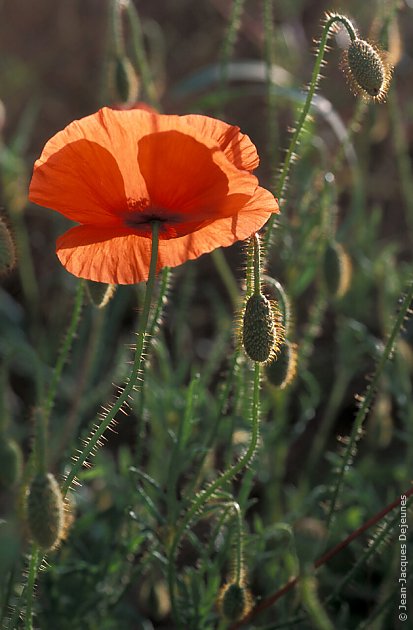 Coquelicots