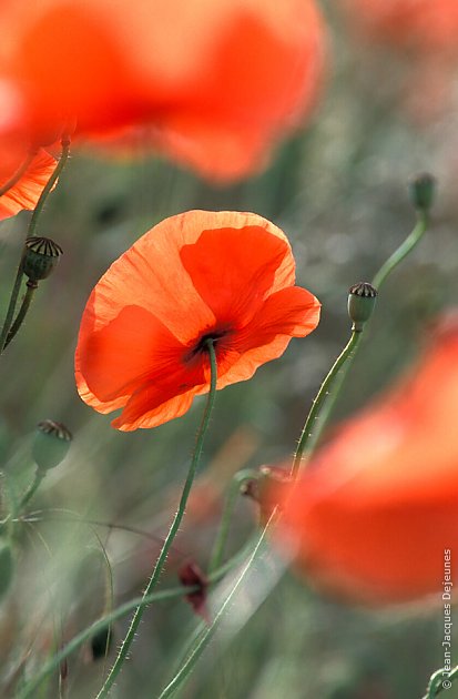 Coquelicots