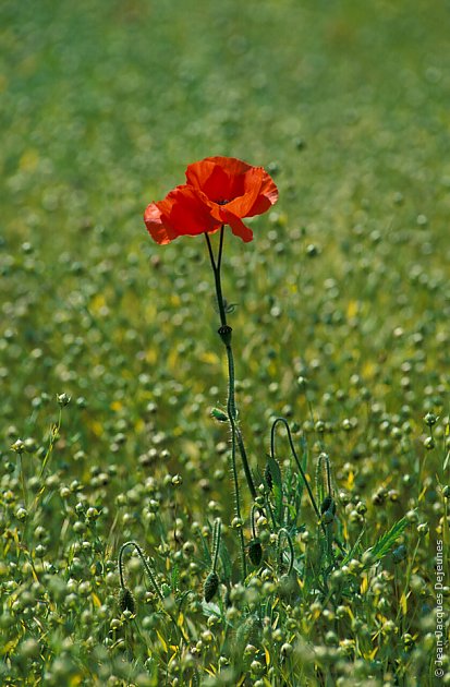 Coquelicots