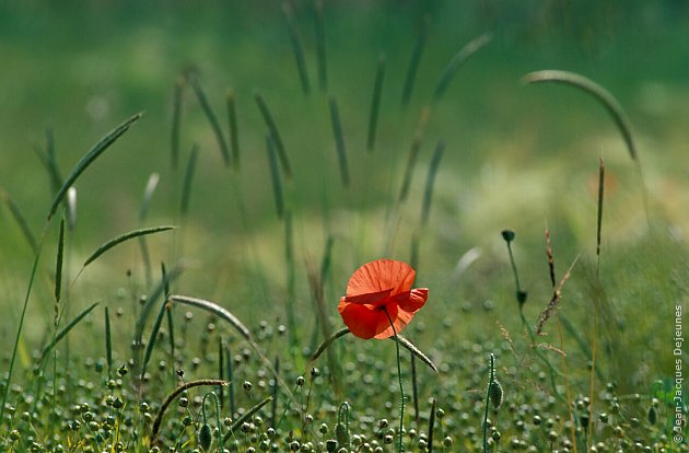 Coquelicot 2