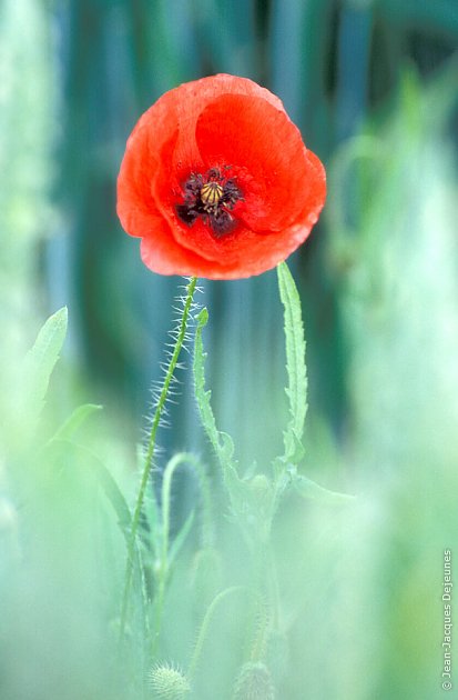 Coquelicot