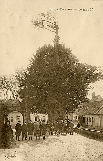 Le gros if et son coupeau en 1896