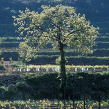 Vignoble