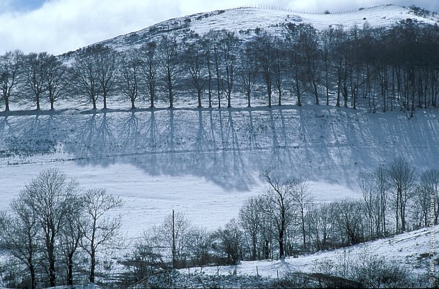 La neige du coucou