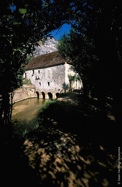 Chemin ombragé