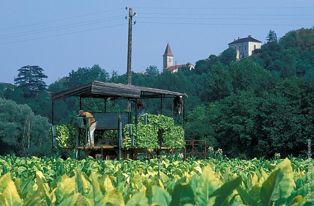 Culture du tabac