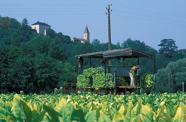 Culture du tabac