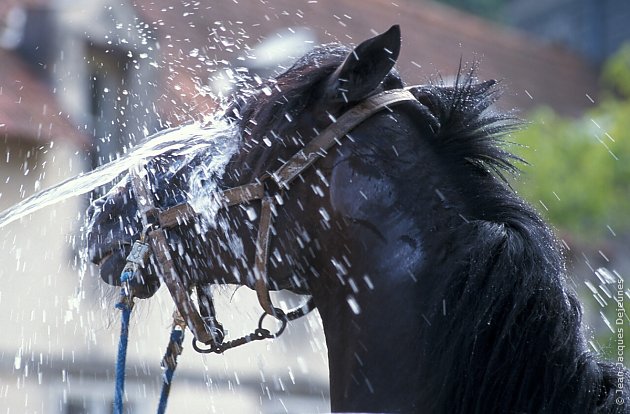 Jet d'eau