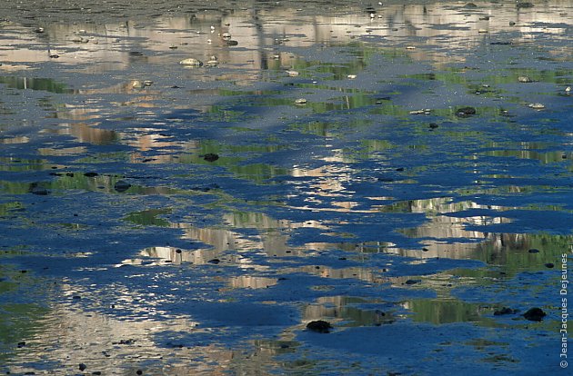 Reflets mordorés